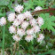 palmate coltsfoot