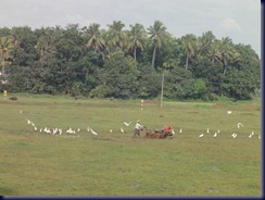 DSC00484