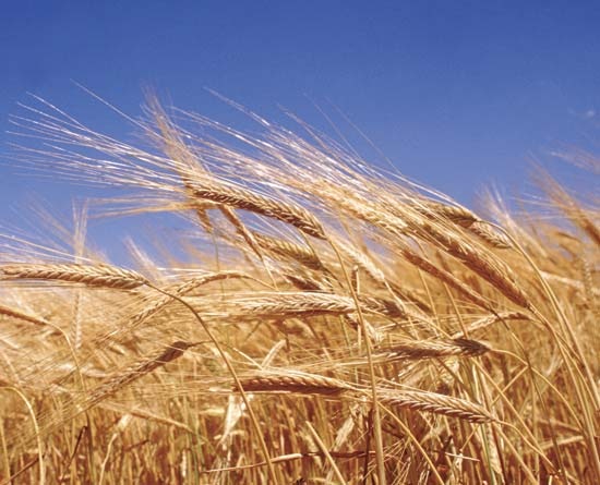 [wheat[3].jpg]