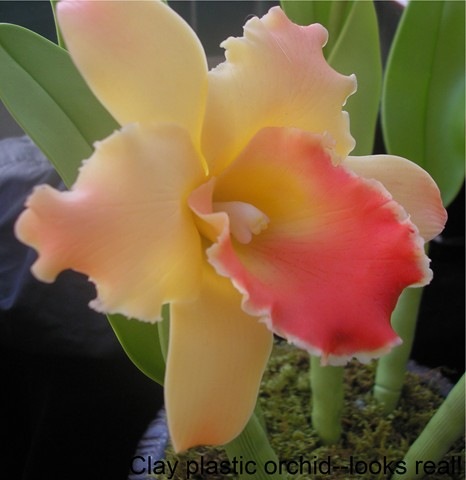 [2008 orchid show 003[7].jpg]