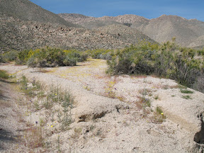Anza 539.jpg