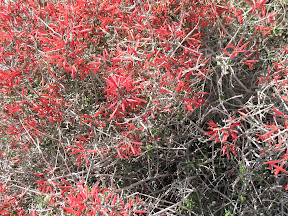 Desert Indian Paintbrush