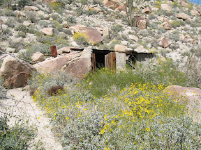 Desert Sunflowers frame the line house