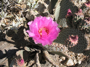 Beavetail cactus bloom