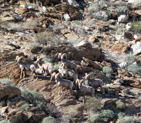 Anza Borrego - Desert Bighorn Sheep near Indian Hill Anza Borrego - Desert Bighorn Sheep near Indian Hill