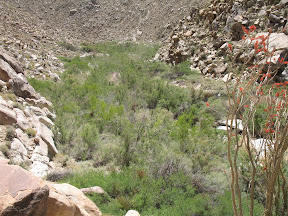 Inpenetrable forest we encountered about a 1/2 mile from the mouth of Goat Canyon
