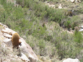 Barrel cactus sentry watches over Carrizo Gorge..