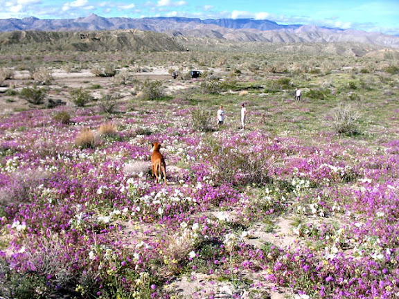 Flower field near Canyon Sin Nombre - Anza Borrego
