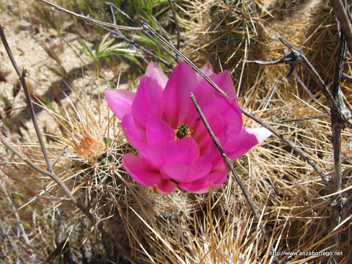 Hedgehog Cactus - Anza Borrego Desert