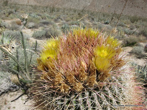 Barrel Cactus - Anza Borrego Desert