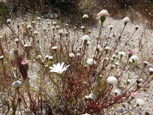 Desert Chicory surrounded by Desert Pincushion - Anza Borrego Desert