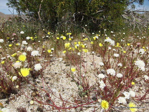 Desert Dandelion and Desert Pincushion - Anza Borrego Desert