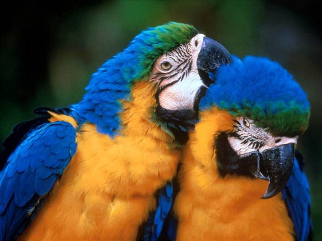 [two-parrots[2].jpg]