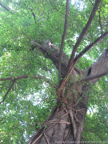 [Banyan 2.jpg]