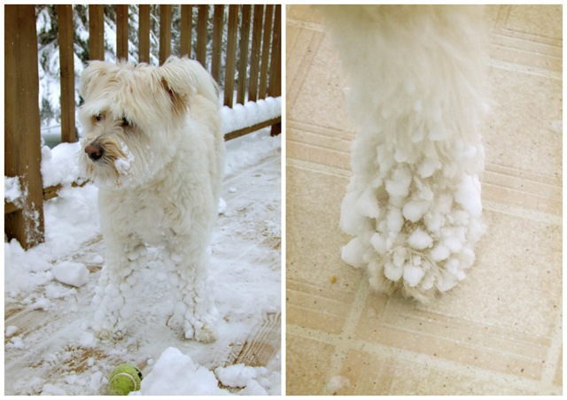 Lily feet collage