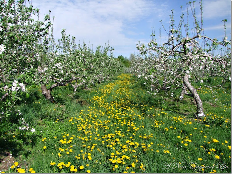 orchard dandies