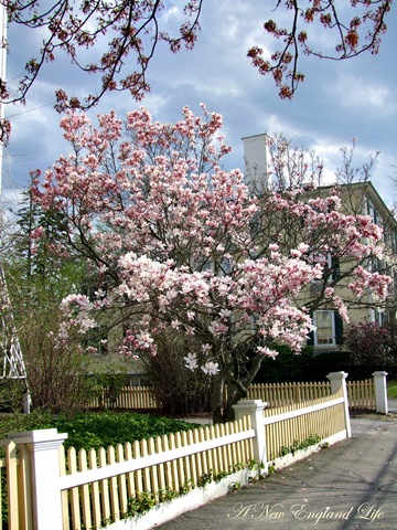 [magnolia fence[4].jpg]