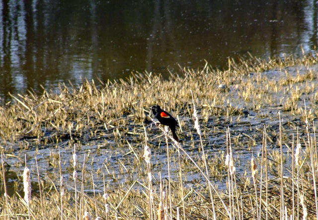 [Red Winged Blackbird[4].jpg]