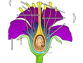ELT CLIL ESL EFL Parts of a flower game activity