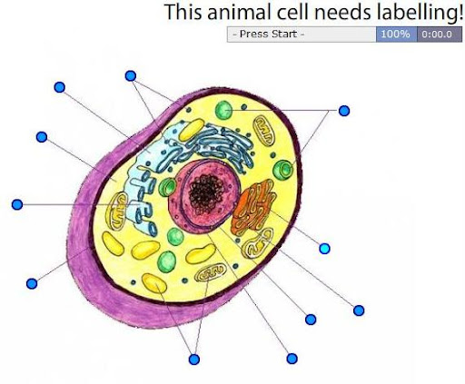 Label the animal cell