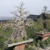 Een van de ontelbare Bonsai bomen in China