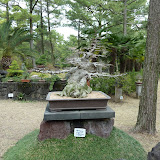 oude bonsai