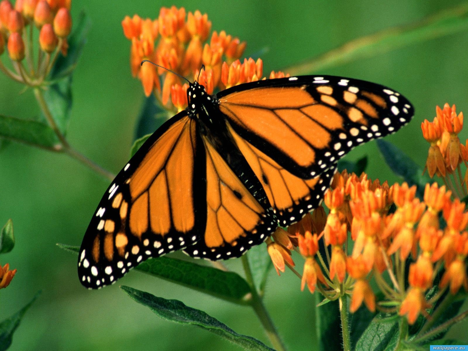 [www.wallpapere.eu-Monarch_Butterfly[5].jpg]