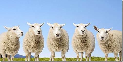 sheep