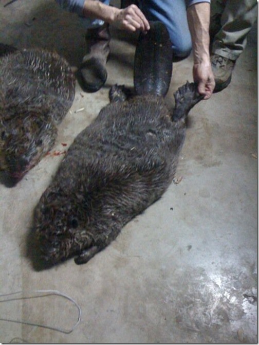 beavers2