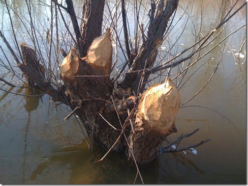beaver tree