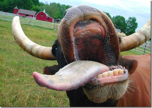 cow_1024