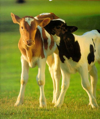 [calves[3].jpg]