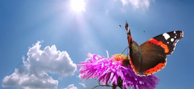 [ButterflyintheSunshine3.jpg]