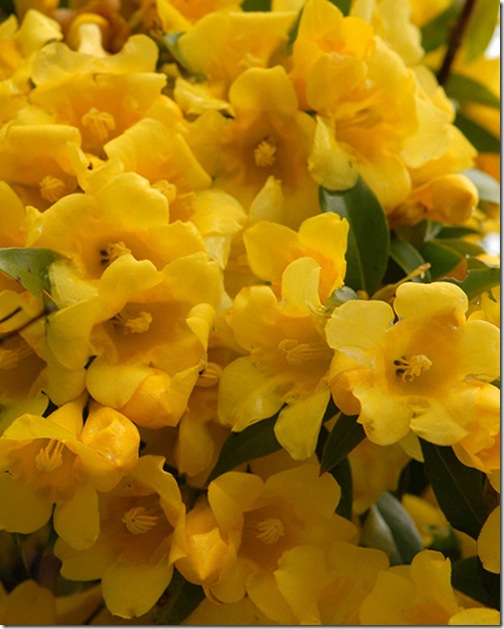 carolina jasmine