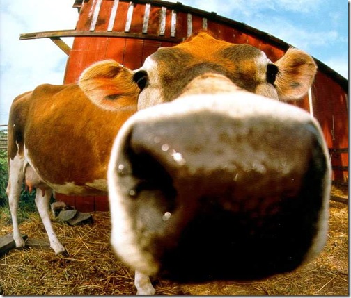 cute cow