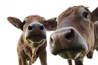 [cows.png]
