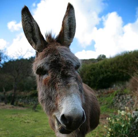 [donkey[3].jpg]