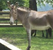 [zonkey2[3].jpg]