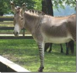 zonkey2