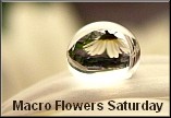 Macro Flowers Saturday 