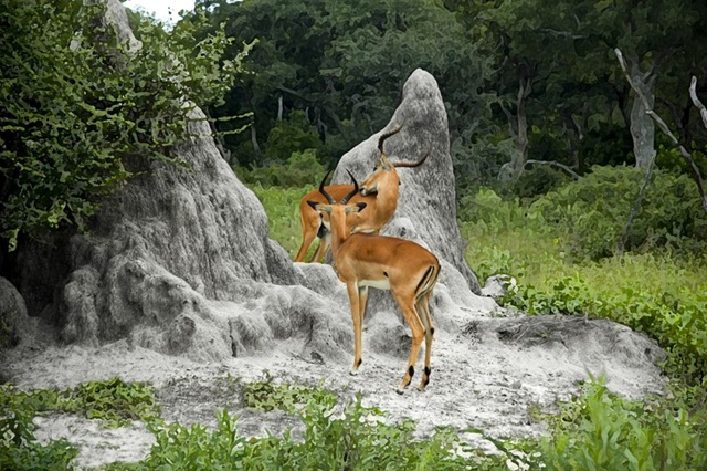 [Wildlifephotographydeer3.jpg]