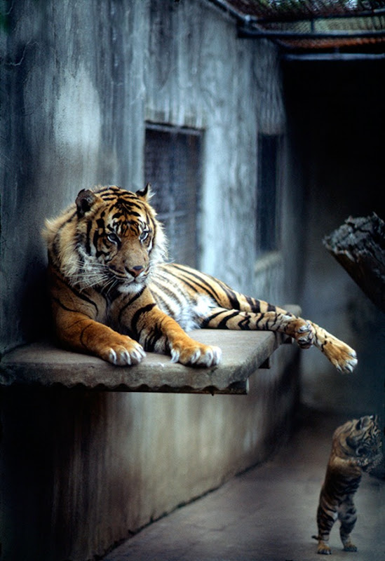 Wildlife-photography-tiger-5