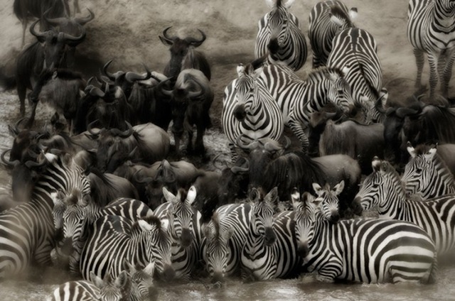 [blackandwhitephotographyGiraffe3.jpg]