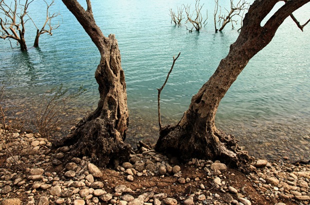 Tree-on-the-stone