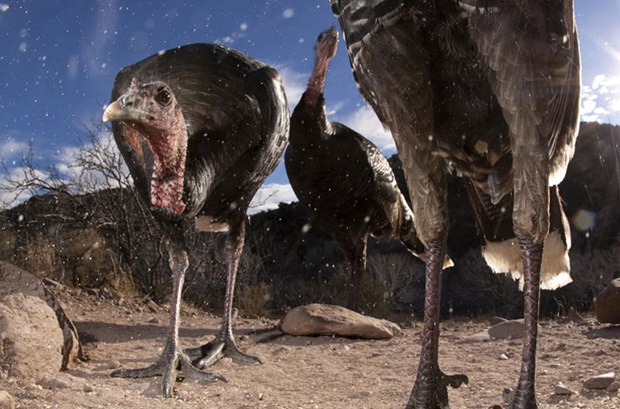 Wild Turkey, Los Ojos Mexico Wild Turkey, Los Ojos Mexico