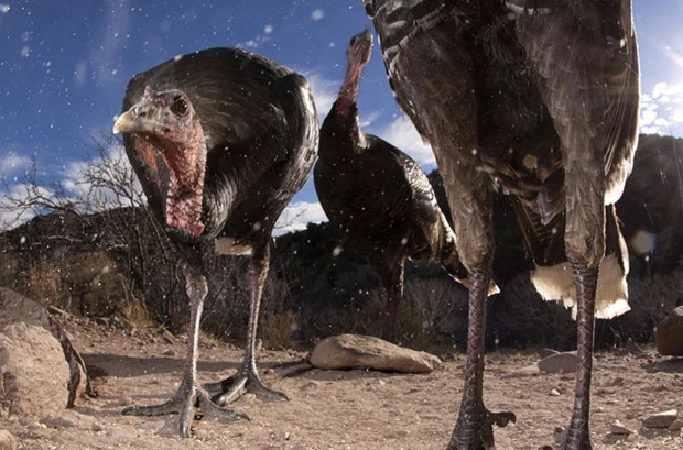 Wild Turkey, Los Ojos Mexico