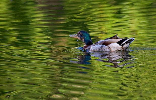 Duck-in-water
