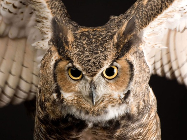 [Great-Horned-Owl[3].jpg]