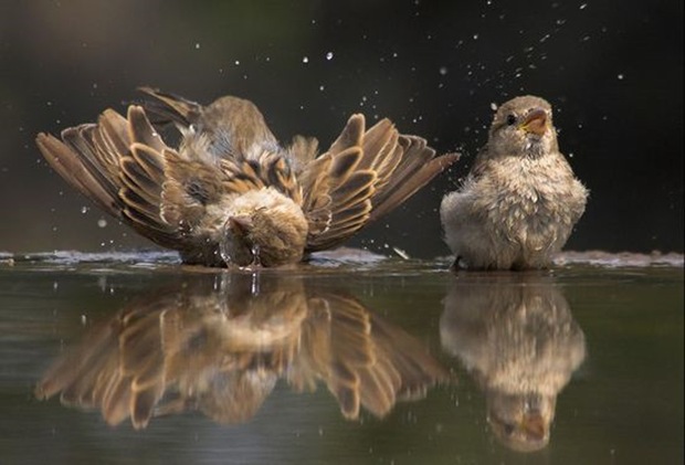 Wildlife-photography-of-birds4 Wildlife-photography-of-birds4