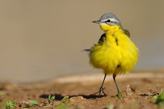 [Wildlife-photography-of-birds2[3].jpg]